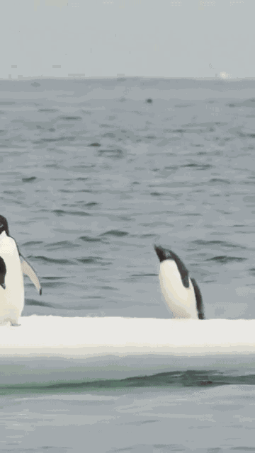 Animiertes GIF
