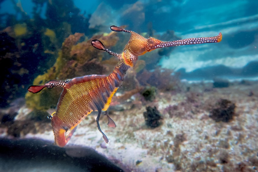 Kleiner Fetzenfisch/Seedrache