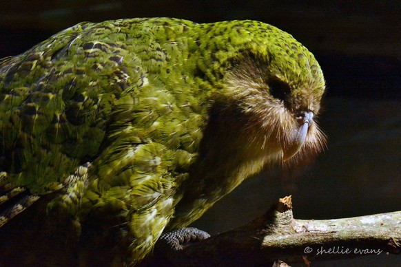 Kakapo