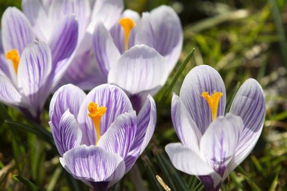 Krokusse in Zürich.