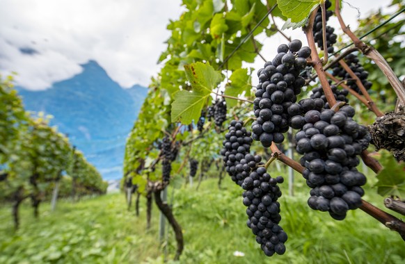 Der Rebberg Buchholz von Ruth und Joe Kempf in Silenen im Kanton Uri am Mittwoch, 23. September 2020. Der Siegerwein in der Sparte Blauburgunder sortenrein, der Buchholzer Troepfli Pinot noir 2018, wu ...