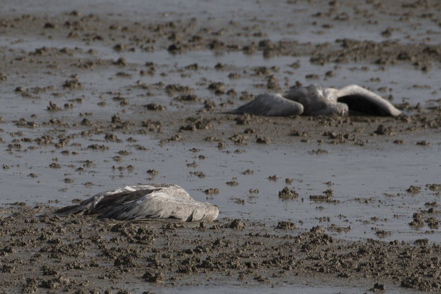 Two dead cranes lie on the ground at the Hula Lake conservation area in northern Israel, Saturday, Dec. 25, 2021. Bird flu has killed thousands of migratory cranes and threatens other animals in north ...