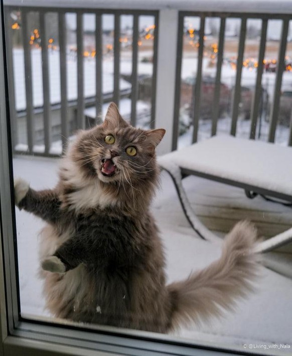 katze cat animal tier cute news

https://www.reddit.com/r/aww/comments/r5wfxv/she_was_eager_to_go_outside_and_check_out_the_snow/