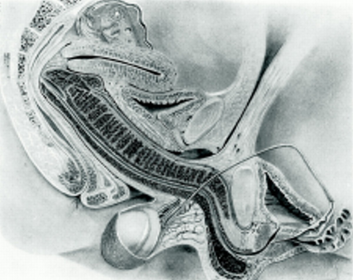 anatomie penis vagina kopulieren koitus sex biologie