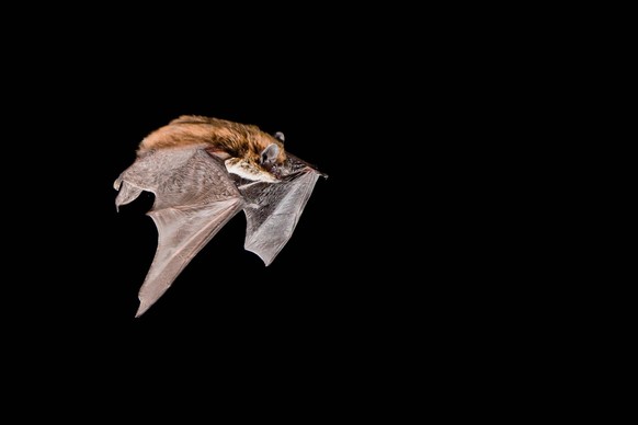 Alpenfledermaus, Alpen-Fledermaus Pipistrellus saviii, Hypsugo savii, nachts im Flug bei der Jagd, Frankreich Savi s pipistrelle Pipistrellus saviii, Hypsugo savii, in flight at night while hunting, F ...
