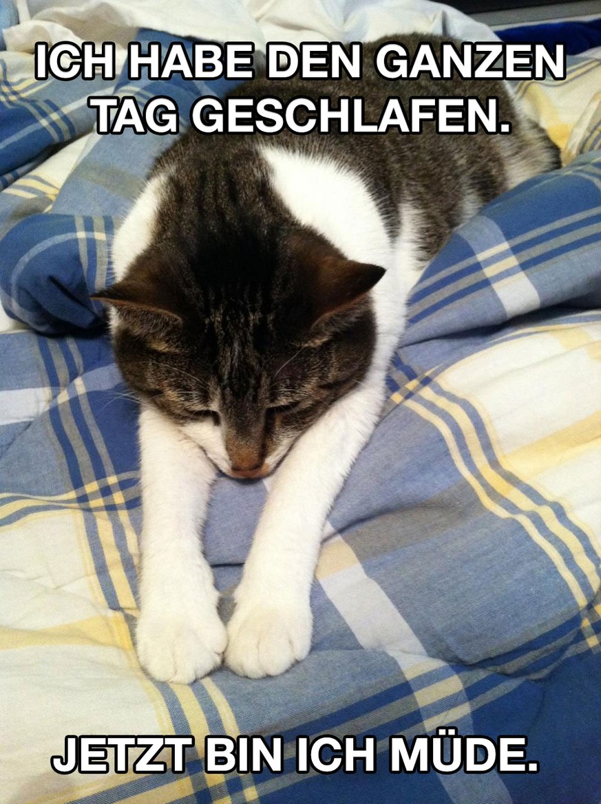 First World Problem Katzen