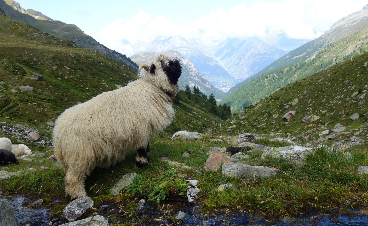 Reportage von der Alpe Nanztal im Kanton Wallis. Schäfer Oliver Gottsporn zeigt seine Schwarznasenschafe und erzählt, warum der Wolf ihm das Leben schwer macht.