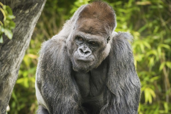 In this Oct. 11, 2016 photo, a western lowland gorilla, Bebac, gets an ultrasound at the Primate, Cat &amp; Aquatics Building at Cleveland Metroparks Zoo, in Cleveland. Zoo officials in Cleveland say  ...