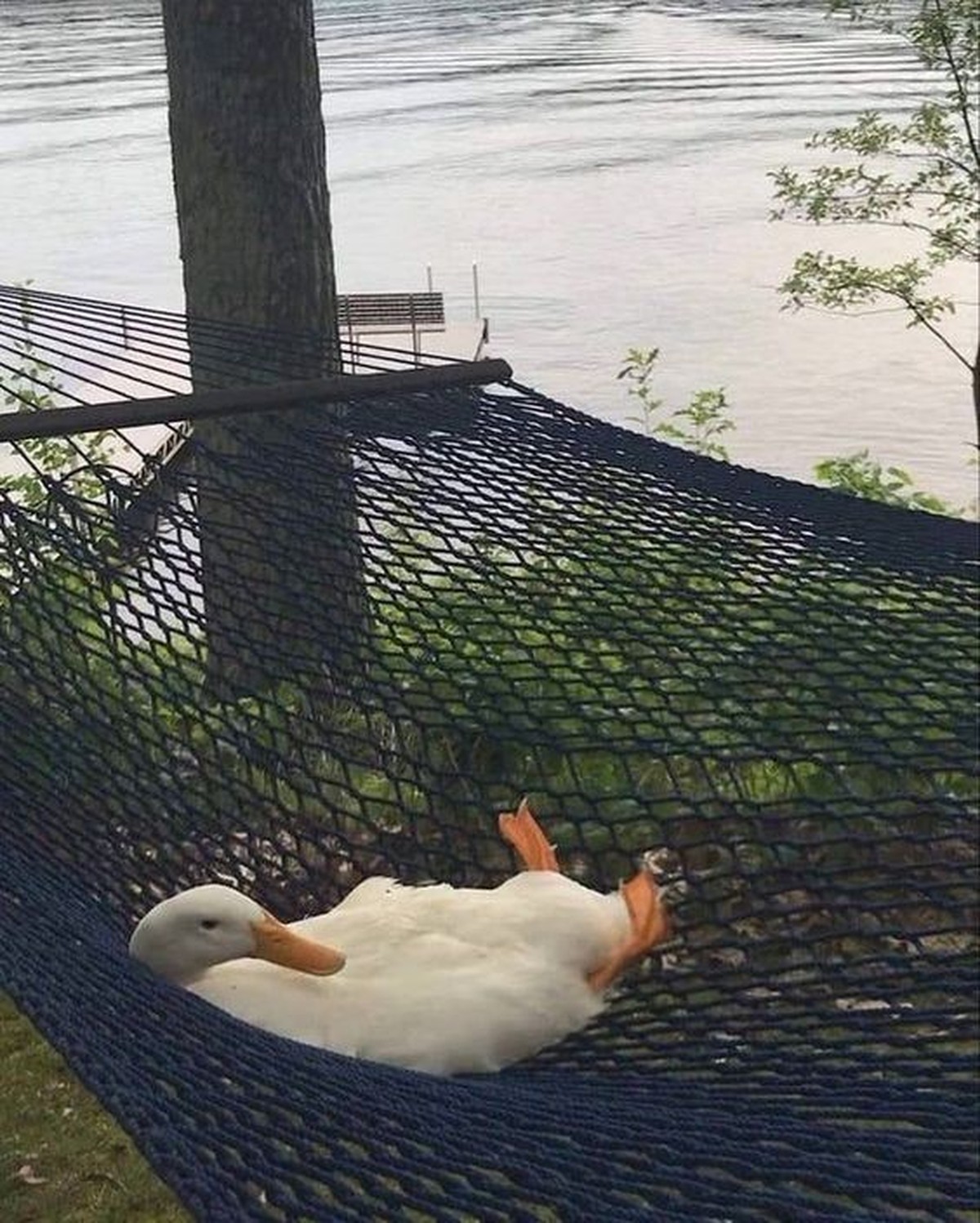 cute news tier gans

https://ch.pinterest.com/pin/68746252871/