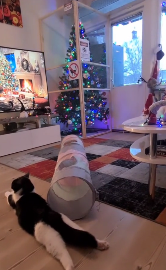 cute news tier katze weihnachtsbaum

https://www.tiktok.com/@sv_moriarty/video/7309595883014753541