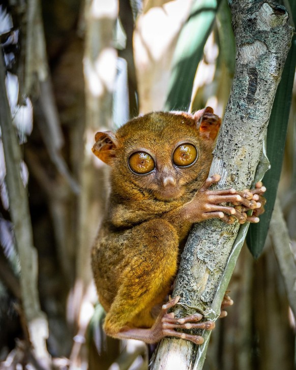 cute news 

Philippinen-Koboldmaki

https://www.instagram.com/beyond_the_bucketlist/p/CnVTH1rSGxD/?img_index=2