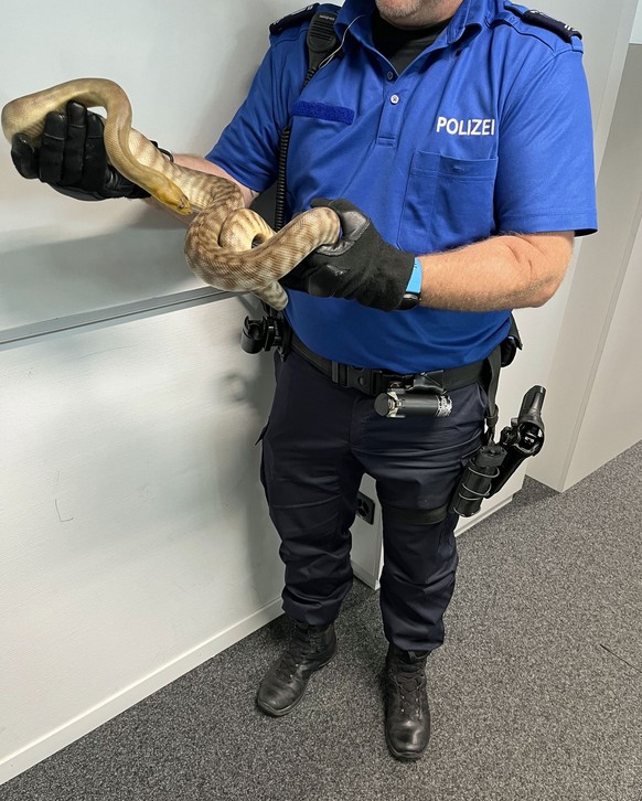 Am 9. August 2023 hat die Polizei in Kriens eine Schlange eingefangen. Die Python war ausgebüxt und konnte dem Halter wieder übergeben werden. Für Personen bestand keine Gefahr.