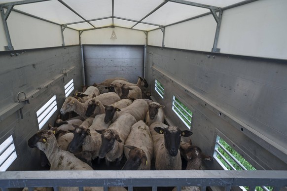 Schafe beim Transport in einem Anh�nger, Mecklenburg-Vorpommern, Deutschland, Europa Copyright: imageBROKER/HelmutxMeyerxzurxCapellen ibxmzc04393074.jpg

Sheep the Transportation in a Trailers Meckl ...