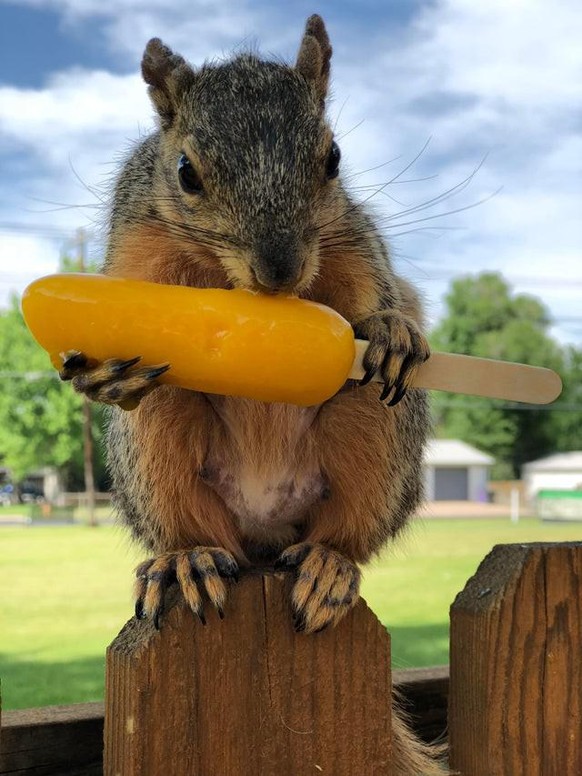 cute news animal tier eiche eichhörnchen

https://www.reddit.com/r/squirrels/comments/rw898w/hazel_nutley_likespopsicles/