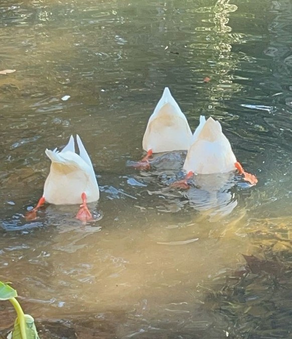 cute news tier ente

https://ch.pinterest.com/pin/703756187884737/