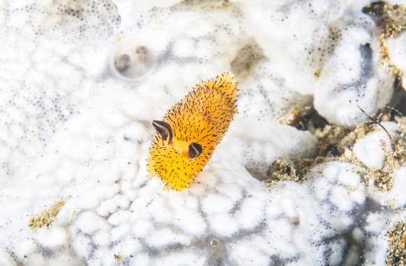 Sea Bunny