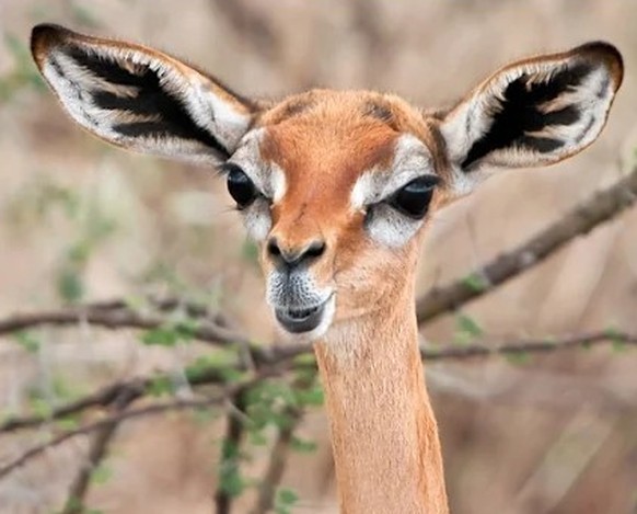 cute news tier gerenknu giraffengazelle

https://www.reddit.com/r/Awwducational/comments/12j9w29/gerenuks_are_longnecked_antelopes_with_small/