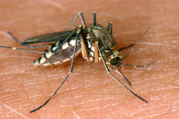 ARCHIV - 30.08.2002, Sachsen-Anhalt, Magdeburg: Eine M�cke saugt Blut aus der Haut. Seit 2018 sind in Sachsen-Anhalt 81 Infektionen mit dem West-Nil-Virus bei Tieren festgestellt worden. In zw�lf F�ll ...