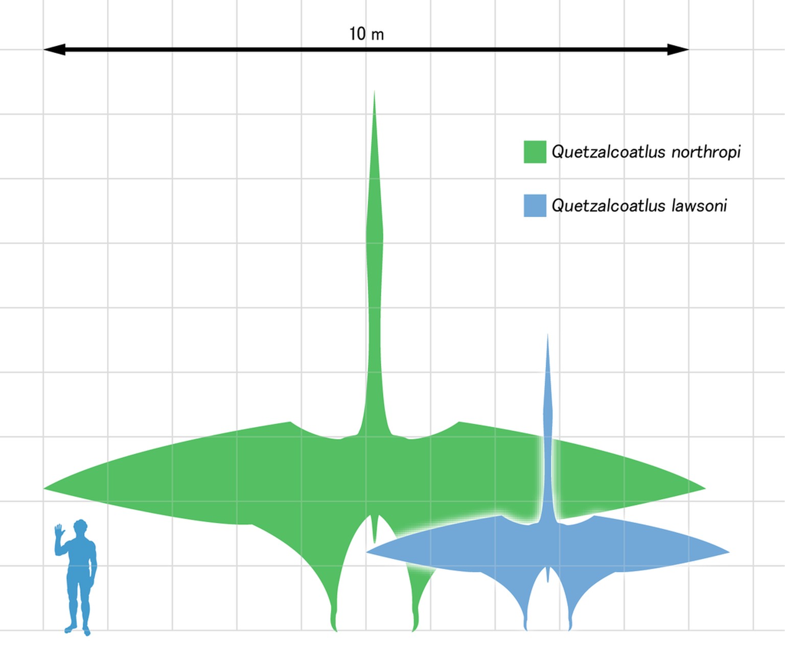 Quetzalcoatlus, Grössenvergleich
https://commons.wikimedia.org/w/index.php?curid=4129661