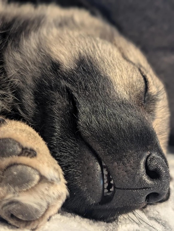 cute news tier hund

https://www.reddit.com/r/rarepuppers/comments/1k9ygj7/shelob_8_weeks_6_days_old_sleepy_puppy_face/#lightbox