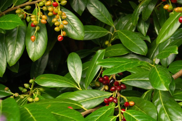 Close-up of ripened highly poisonous fruits of the evergreen english laurel bush, Fruits and leaves of the common laurel hedge in the ornamental garden in bavaria close-up