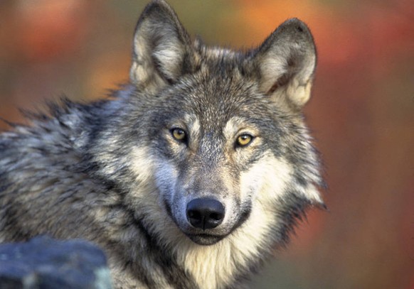 FILE - This photo provided by the U.S. Fish and Wildlife Service shows a gray wolf, April 18, 2008. A judge on Monday, May 6, 2024, dismissed a lawsuit filed by animal welfare advocates seeking to inv ...