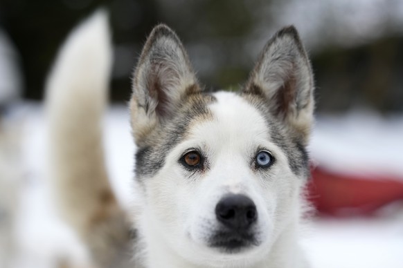 A dog waits for the start of the traditional Sedivackuv Long dog sled race near the village of Destne v Orlickych Horach, Czech Republic, Friday, Jan. 24, 2025. (AP Photo/Petr David Josek)