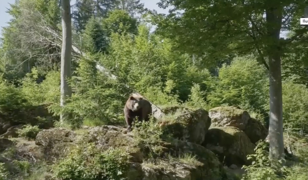 Braunbär
