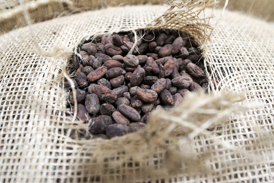 Werden immer teurer, weil die Nachfrage schneller zunimmt als das Angebot: Kakaobohnen.
