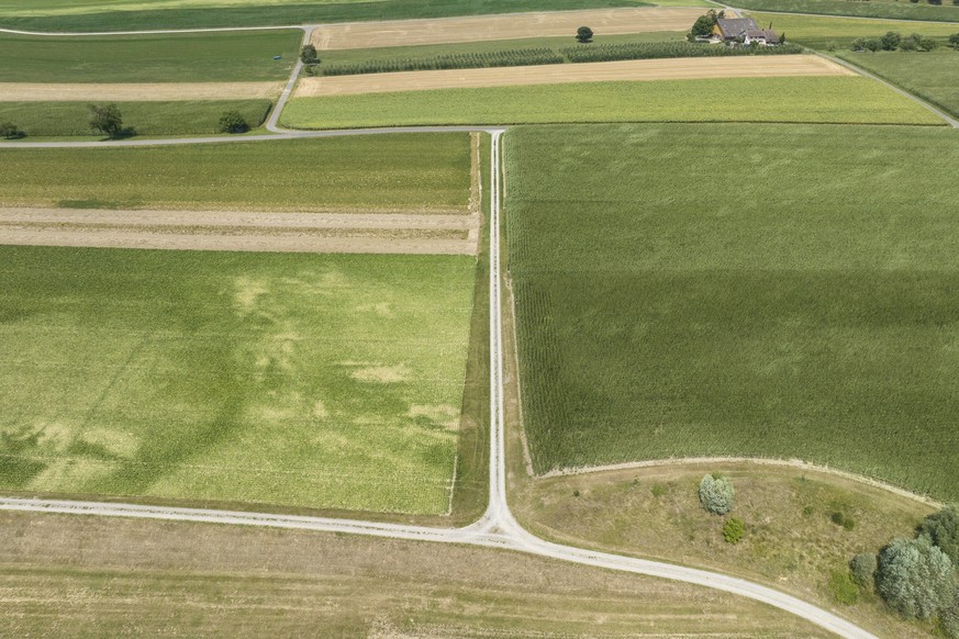 Trockene Mais und Weizenfelder zeigen sich der Naehe von Pfyn, aufgenommen am Mittwoch, 20. Juli 2022. (KEYSTONE/Ennio Leanza)