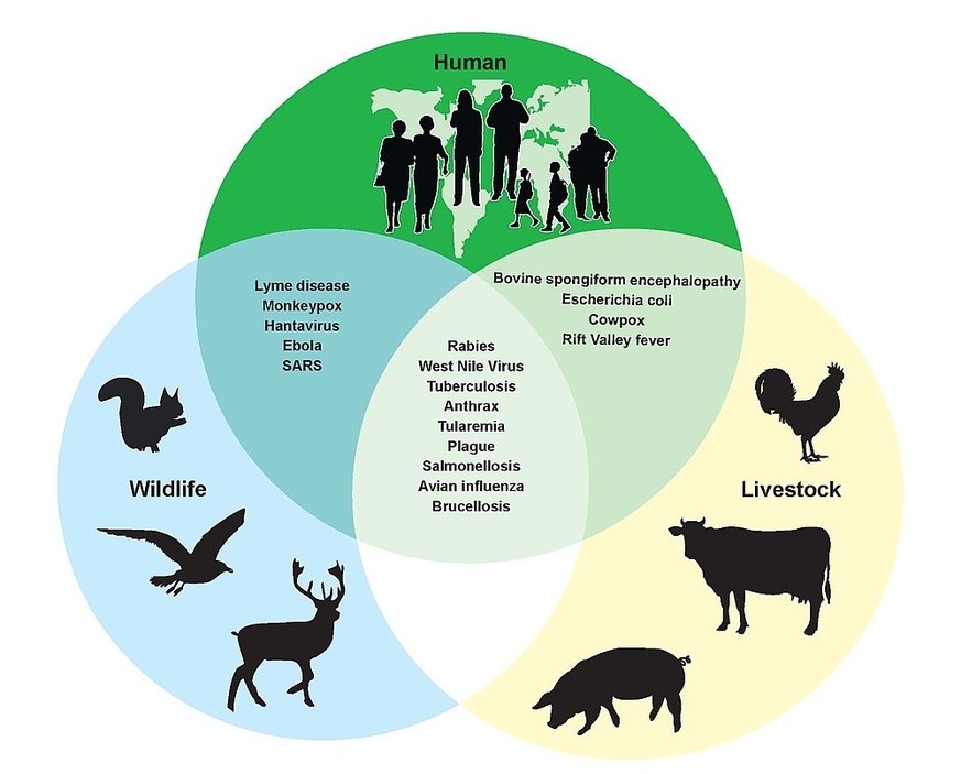 Darstellung von Krankheiten, die jeweils von Wildtieren oder Nutztieren auf den Menschen übergesprungen sind. 