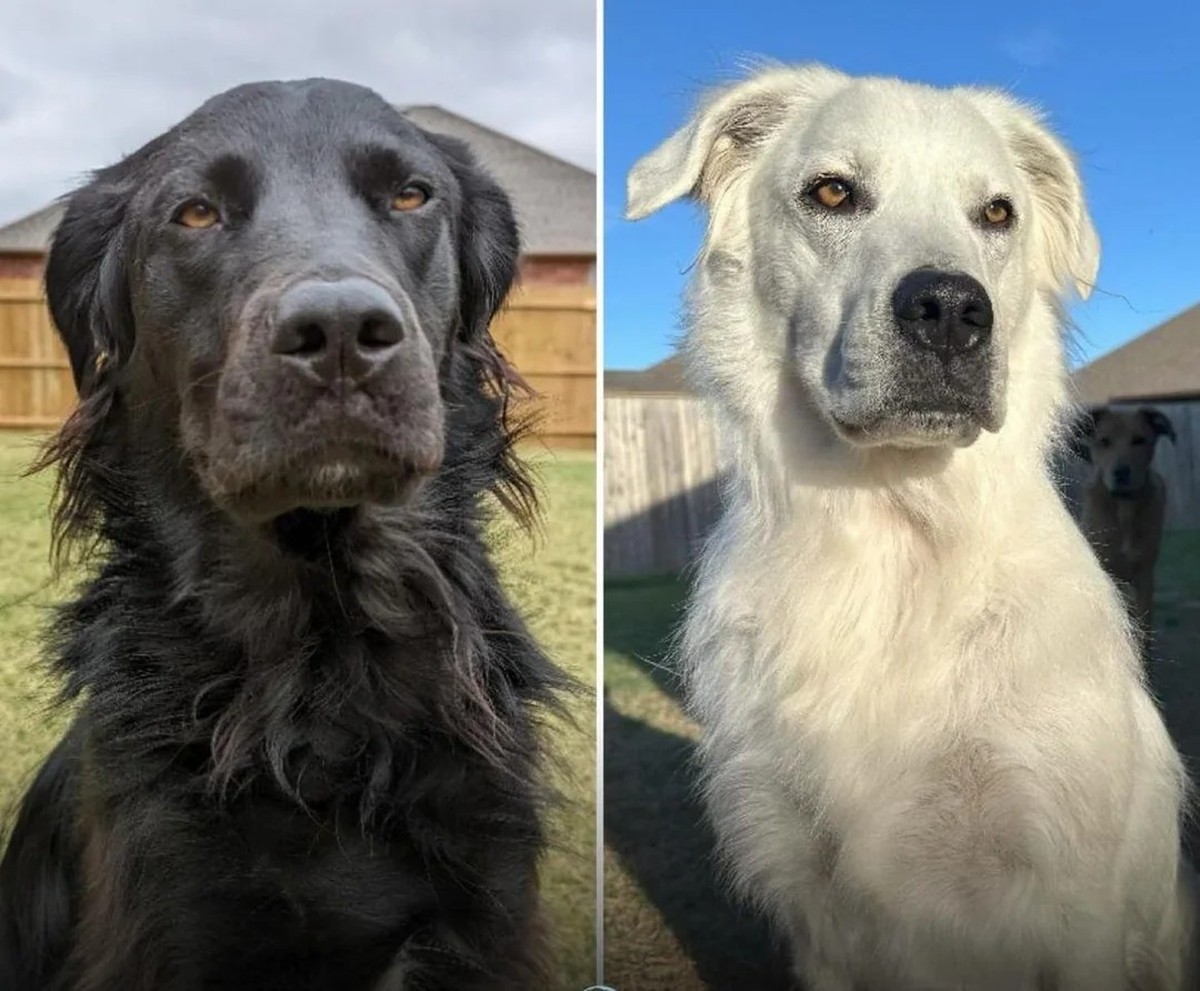 cute news tier hund

https://www.reddit.com/r/aww/comments/1c6fusj/my_boy_buster_4yo_has_completely_changed_from/?share_id=VbNS7QJOAqB2ICl8UOp_A&amp;utm_content=1&amp;utm_medium=ios_app&amp;utm_name=i ...