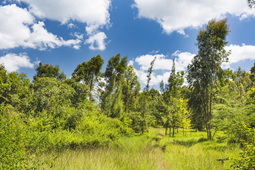 Small footpath through the trees in Karura Forest, Nairobi, Kenya with deep blue sky and some clouds.