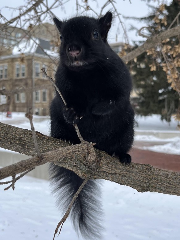 cute news tier eichhörnchen

https://www.reddit.com/r/squirrels/comments/197ej61/really_cold_today/