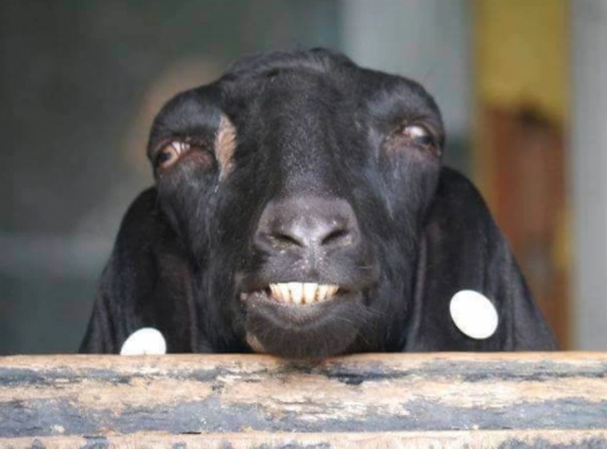 Lustige Tierbilder