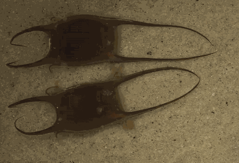 Animiertes GIF