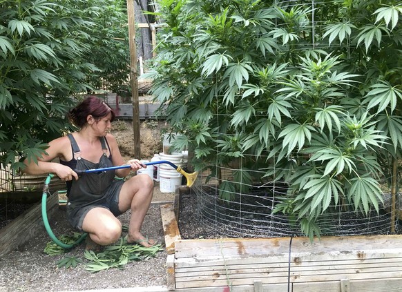 An unnamed worker waters cannabis plants on Steve Dillon&#039;s farm in Humboldt County, California, U.S. August 28, 2016. REUTERS/Rory Carroll/File Photo