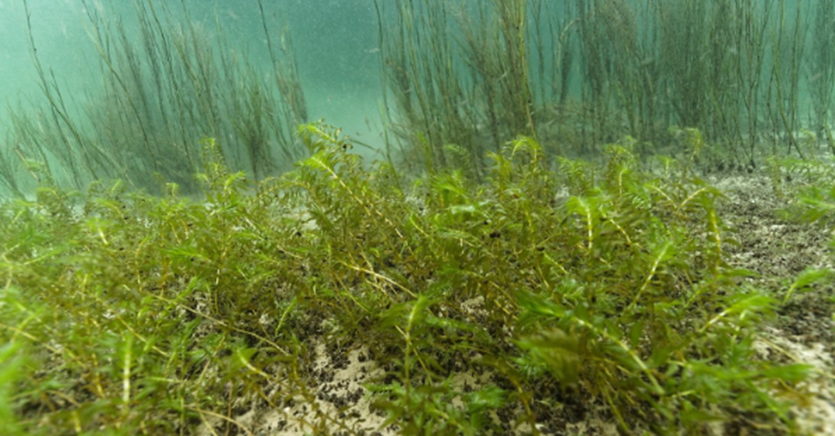 Forscherin-findet-lange-verschollene-Pflanze-im-Bodensee