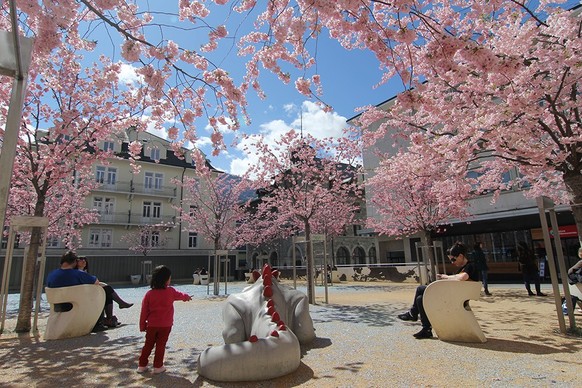 Kirschblüten Sion Espace des Remparts