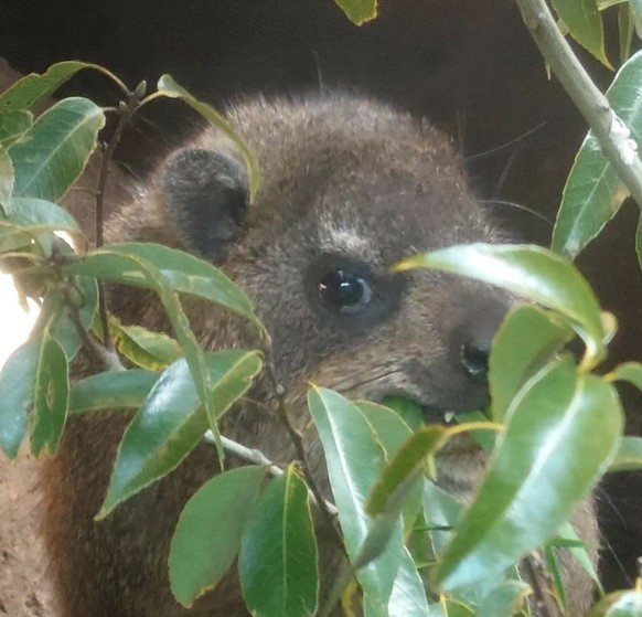 cute news tier schliefer hyrax

https://www.instagram.com/p/C4T-Fp6PSj6/