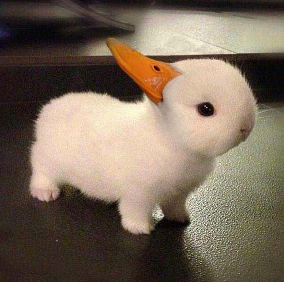 Und nun etwas, womit niemand gerechnet hätte: PICDUMP
Zuwenig süsse Tiere... 😒