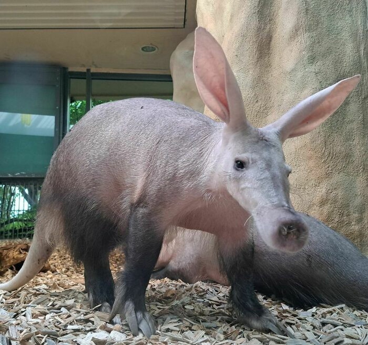 cute news tier mit grossen ohren Aardvark erdferkel

https://www.instagram.com/p/CyRCj6NreXt/