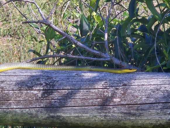 corinas bilder australien cute news