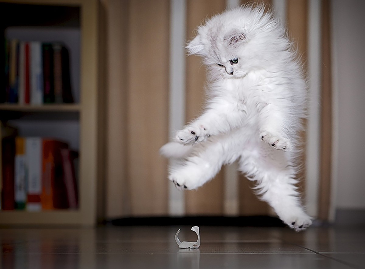 Katzen, die springen 

http://imgur.com/gallery/G2cmK