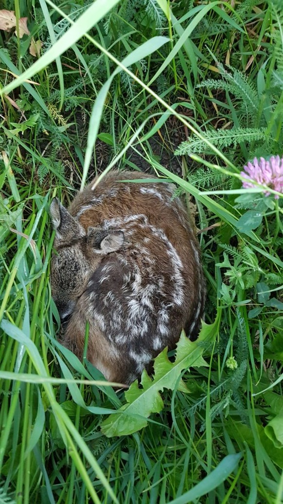 Wenn selbst Bienen miteinander kuscheln, ist es Zeit für Cute News
Habe heute persönliche cute news 😍erhalten und die offizielle Erlaubnis, diese hier zu teilen (😘)...


Hintergrund-Info: Drohnen ...