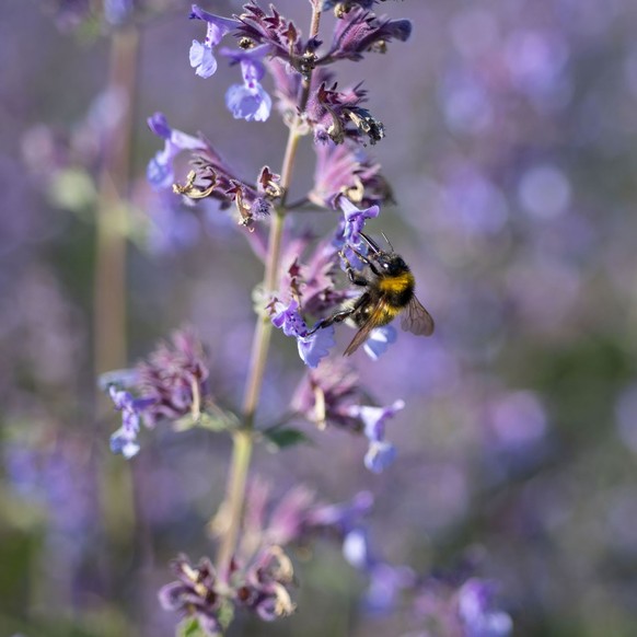 Katzenminze (Nepeta × faassenii)