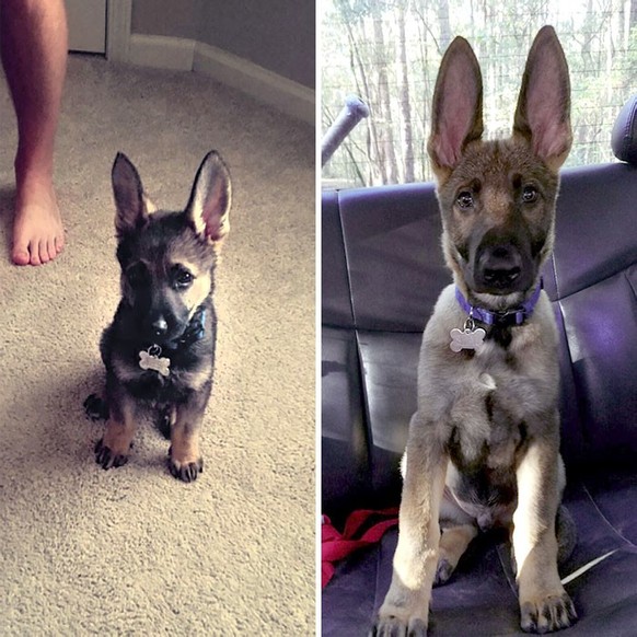 hund cute news tier mit grossen ohren

https://www.reddit.com/r/aww/comments/8u2ks6/we_always_thought_he_would_grow_into_his_ears/