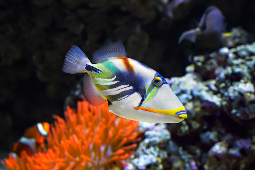 Der Picasso-Drückerfisch.
