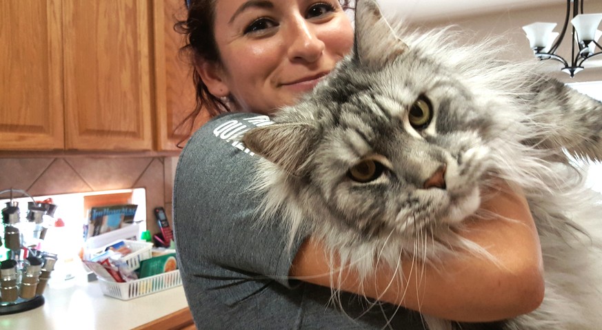 Gigantisch und fluffig: Das sind die grössten Hauskatzen der Welt!