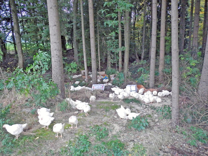 Hühner im Wald.